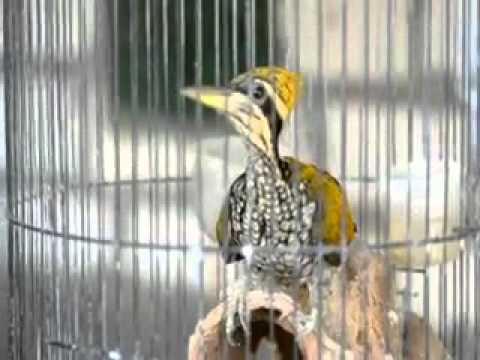 Download Suara Burung Tengkek Jawa Markets Prices Ml