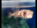 puffer fish puffer fish