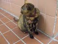 My Beloved Cat Bear Bear was being naughty when I open the d