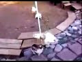 la gallina policia la gallina policia