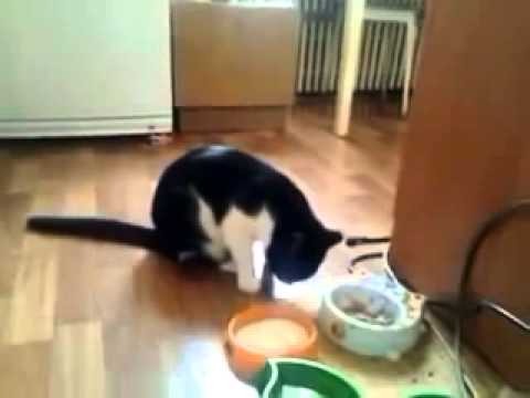 Смешные видеоролики своими руками 96