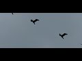 ganzen in de vlucht ganzen in de vlucht