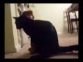 Jack Learning To LOVE his Boots