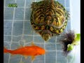 Friendship of Turtle and Goldfish