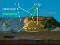 Ciclo del Carbono