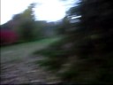 Deer! Deer!