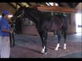 Medaglia D'oro & Leroy - Stonewall Stallions 2007
