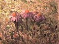 Coneflowers