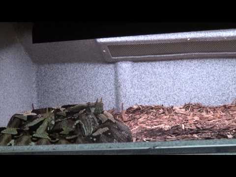 YouTube reptile video
