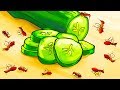 View 21 Home Remedies To Keep Ants Away