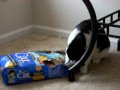 bad kitty - see what he did to HIS X-mas Present - tuxedo cat