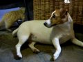 jack-russell-chihuahua-puppy-sleeping-in.html
