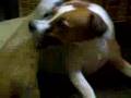 Meerkat vs. Jack Russell Terrier