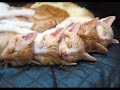 Fotos de animais Fotos de animais