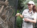 Fossa-3