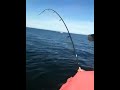 False albacore