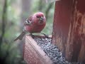 Pine Grosbeak, Pinicola enucleator, Kaamanen, Neljän Tuulen Tupa, Finland