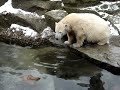 Knut playing but then losing his toy...Brrr COLD!!