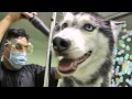 MISHKA'S SPA DAY!