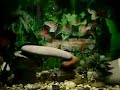 33 gallon freshwater fish tank