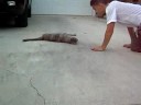 dead dumb cat