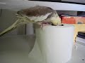 Calopsita O_o