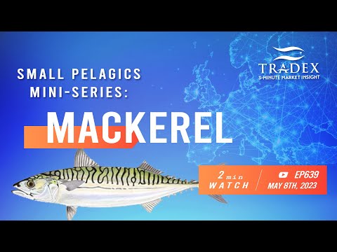 3MMI - Mackerel: Tighter Supplies, Growing Jack Mackerel Market Share in Europe