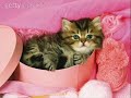 Cat\ Cat\