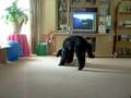 videos de The Dog Vs Stuffed Toy 2.