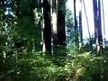 videos de woods and squirrel
