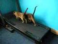 2 funny cats running on the treadmill
