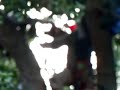 UC Berkeley Oak Grove Arborist Cut Ropes Endangering Life / Safety of Tree Sitter