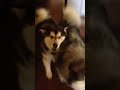 Alaskan Malamutes howl for coffee -Views : 0