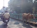 Watch for the Cow