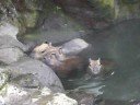 Capybara family (2)