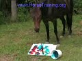 Painting Horse - Horse Training - www.horsetraining.org