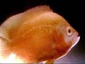 arowana Master Fish TanK simon kueh