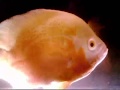 arowana Master Fish TanK simon kueh