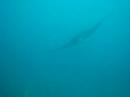 A Manta Ray @ Nusa Penida A Manta Ray @ Nusa Penida
