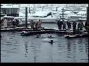 22nd Seward Alaska Polar Bear Jump-off P1
