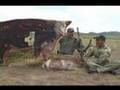 Antelope hunt with cow blind/ decoy