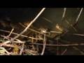 Cane toads 'invade' Western Australia - 12 Nov 08