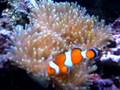 False Percula Clown Fish Hosting Green Bubble Tip Anenome