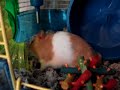 Crittertrail Z problems/ Hamsters #2