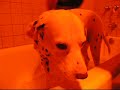 dog-bath.html