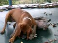 The weimaraner is only 4 mouths old in this video and the viszla is 1 year here.