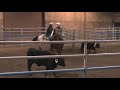 Ranch Sorting in Red Bluff, CA