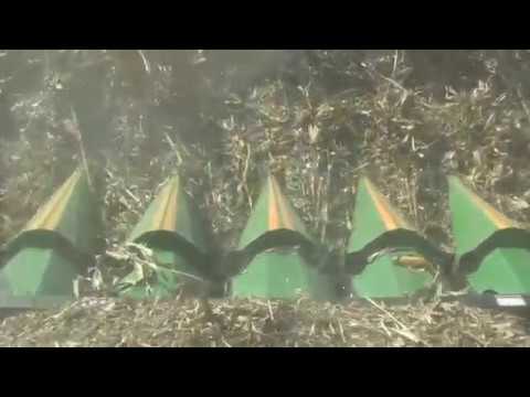 how to harvest down corn