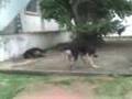 videos de Jack o cão muito doido!!!