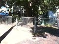 @kurtismarsh [Wild parrots of St Petersburg Florida]